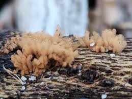 Attēlu rezultāti vaicājumam “Arcyria affinis stalked”