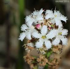 Attēlu rezultāti vaicājumam “Menyanthes trifoliata bud”