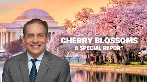 Image result for "cherry blossom" washington