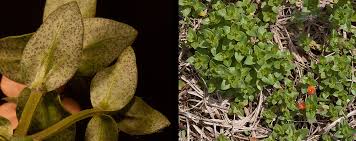 Attēlu rezultāti vaicājumam “Anagallis arvensis leaf”