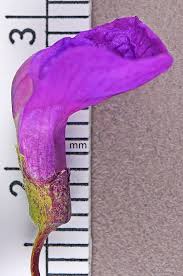 Attēlu rezultāti vaicājumam “Lathyrus palustris bud”