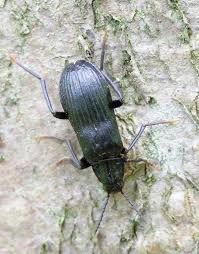 Attēlu rezultāti vaicājumam “Melandrya dubia”