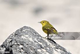 Image result for Dendroica petechia