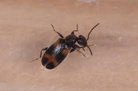 Attēlu rezultāti vaicājumam “Planaphrodes sp.”