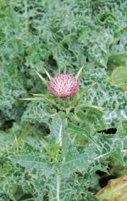 Attēlu rezultāti vaicājumam “Silybum marianum fruit”