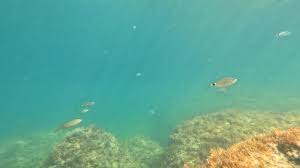 Image result for Oblada melanurus