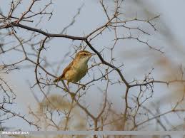 Image result for Acrocephalus agricola