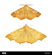 Attēlu rezultāti vaicājumam “Ennomos autumnaria male”