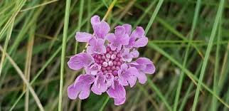 Image result for Scabiosa columbaria