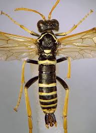 Attēlu rezultāti vaicājumam “Tenthredo scrophulariae”