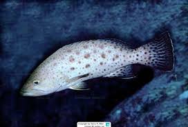 Image result for Mycteroperca olfax