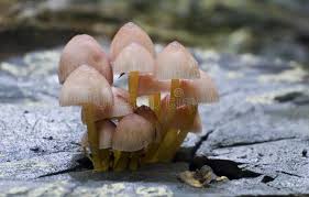 Attēlu rezultāti vaicājumam “Mycena viscosa”