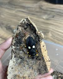 Attēlu rezultāti vaicājumam “Adomerus biguttatus”