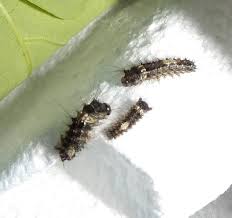 Attēlu rezultāti vaicājumam “Lymantria monacha pupa”