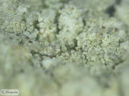 Attēlu rezultāti vaicājumam “Pertusaria flavida”