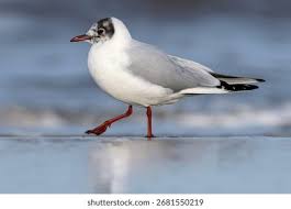 Attēlu rezultāti vaicājumam “Larus ridibundus”