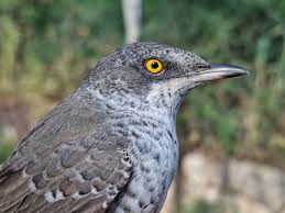 Attēlu rezultāti vaicājumam “Sylvia nisoria adult”