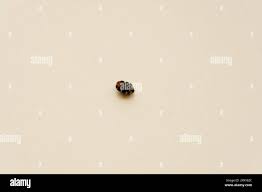 Attēlu rezultāti vaicājumam “Anthrenus scrophulariae”