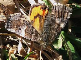 Attēlu rezultāti vaicājumam “Archiearis parthenias”