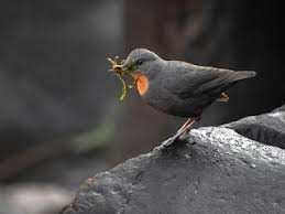 Attēlu rezultāti vaicājumam “Cinclus cinclus adult”