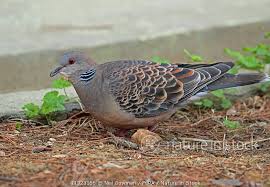 Image result for Streptopelia orientalis