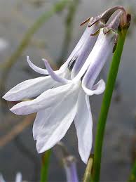 Attēlu rezultāti vaicājumam “Lobelia dortmanna flower”