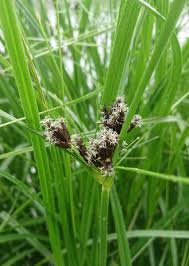 Attēlu rezultāti vaicājumam “Bolboschoenus maritimus flower”