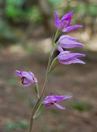 Attēlu rezultāti vaicājumam “Cephalanthera rubra flower”