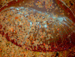 Attēlu rezultāti vaicājumam “Tortula truncata sporophyte”