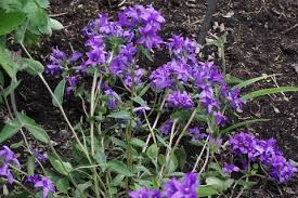 Attēlu rezultāti vaicājumam “Campanula glomerata leaf”
