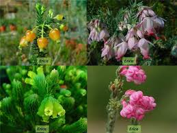 Attēlu rezultāti vaicājumam “Ericaceae”