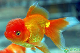 Image result for 金魚