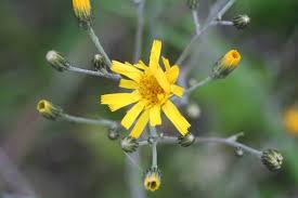 Attēlu rezultāti vaicājumam “Hieracium vulgatum bud”