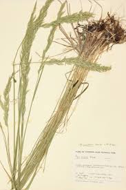 Attēlu rezultāti vaicājumam “Gramineae”