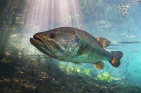 Image result for Micropterus salmoides