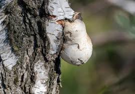 Attēlu rezultāti vaicājumam “Piptoporus betulinus”
