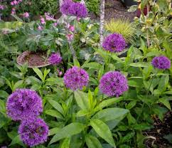 Attēlu rezultāti vaicājumam “Allium holandicum”