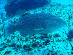 Image result for Mycteroperca venenosa