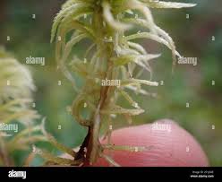 Attēlu rezultāti vaicājumam “Sphagnum fimbriatum”