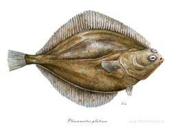 Image result for Pleuronectes platessa