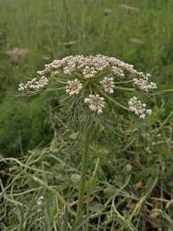 Attēlu rezultāti vaicājumam “Peucedanum palustre leaf”