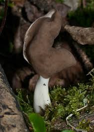 Attēlu rezultāti vaicājumam “Helvella elastica”