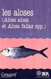 Image result for Alosa fallax