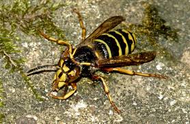 Attēlu rezultāti vaicājumam “Dolichovespula media”