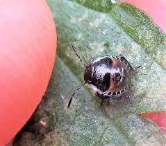 Attēlu rezultāti vaicājumam “Palomena prasina nymph”