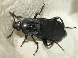 Attēlu rezultāti vaicājumam “Necrodes littoralis”