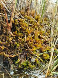 Attēlu rezultāti vaicājumam “Scorpidium scorpioides”