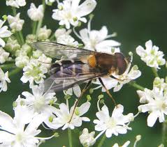 Attēlu rezultāti vaicājumam “Leucozona glaucia”