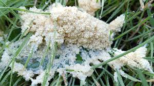 Attēlu rezultāti vaicājumam “Didymium spongiosum spores”