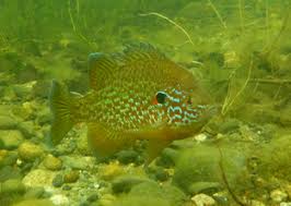 Image result for Lepomis gibbosus